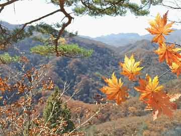 足球青训体系（足球青训体系包含哪些内容）