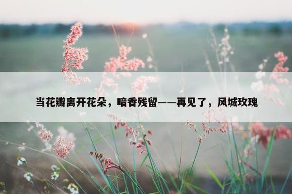 当花瓣离开花朵，暗香残留——再见了，风城玫瑰